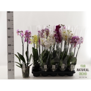 PHAL GEM