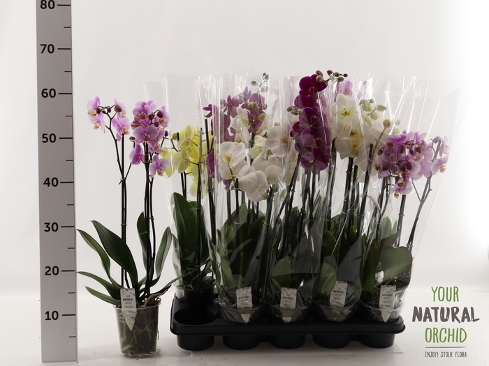 <h4>PHAL GEM</h4>
