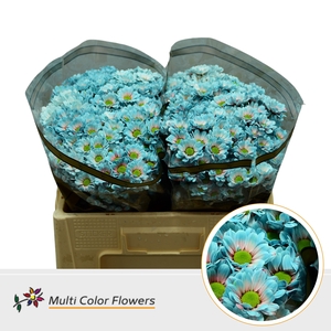 Chr S Bowie Terra Blue