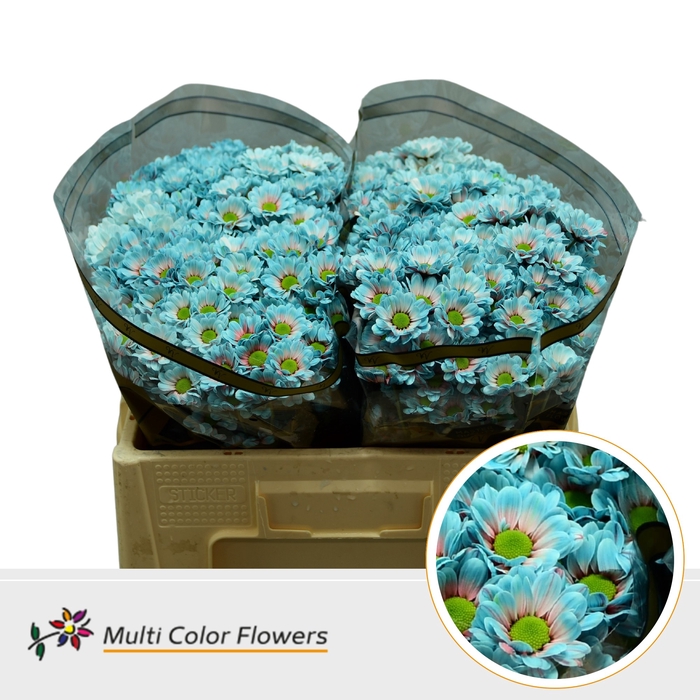 <h4>Chr S Bowie Terra Blue</h4>