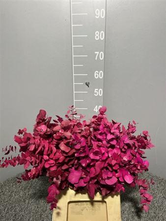 <h4>Dr Stuart Stab Pink Lady Kort</h4>