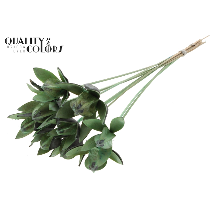 <h4>Wild Lilly on stem Frosted Mint Green</h4>