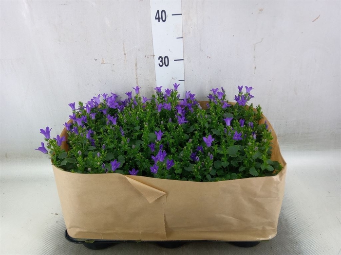 <h4>Campanula porten. 'Blueone'</h4>