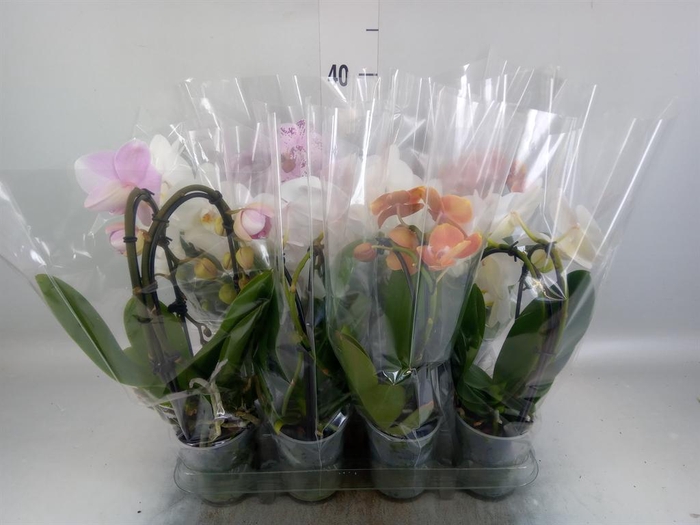 <h4>Phalaenopsis 'Elegant Cascade'</h4>