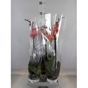 Phalaenopsis  'Ant Narbonne'
