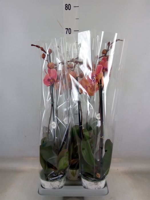 <h4>Phalaenopsis  'Ant Narbonne'</h4>