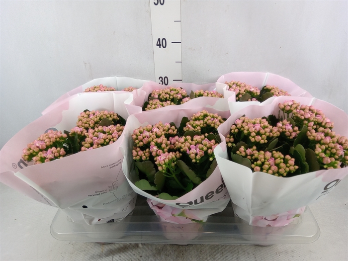 <h4>Kalanchoe  'MoreFlow Lillian'</h4>