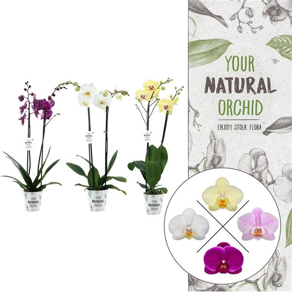<h4>Your Natural Orchid | Mix in potcover | Phalaenopsis 2 spike</h4>