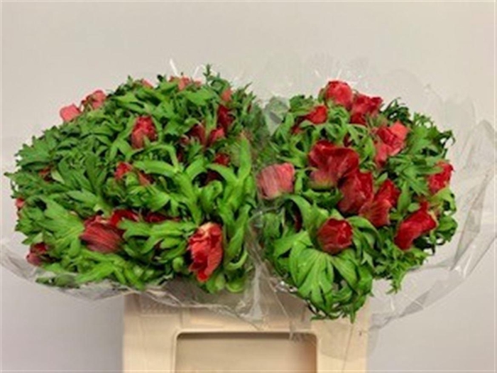 <h4>ANEM CO GALIL ROOD</h4>