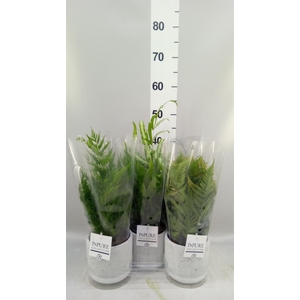 Ferns   ...mix