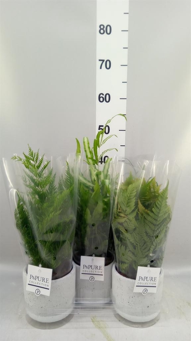<h4>Ferns   ...mix</h4>