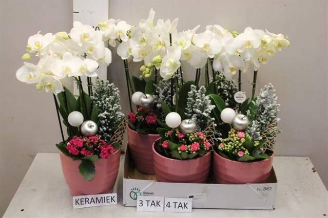 <h4>ARR KAMERPL BLOEI</h4>