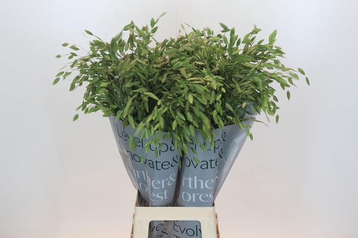 <h4>Chasmanthium Green</h4>