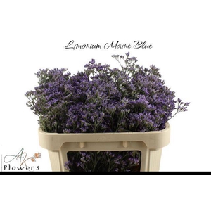 LIM MAINE BLUE