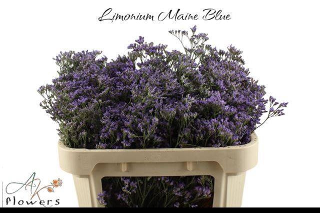 <h4>LIM MAINE BLUE</h4>