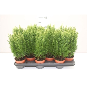 Chamaecyparis La Snow White