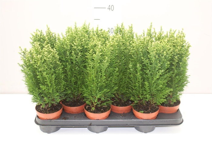 <h4>Chamaecyparis La Snow White</h4>