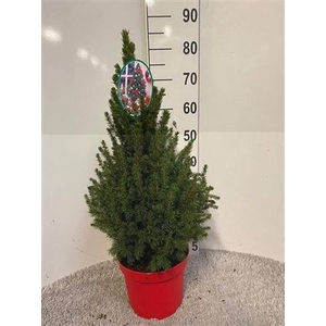 Picea Gl Conica