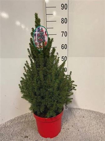 <h4>Picea Gl Conica</h4>