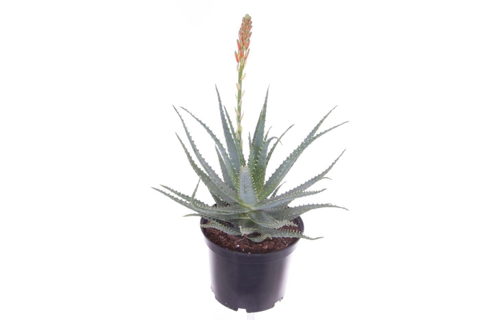 <h4>Aloe arborescens-NOT CERTIFIED</h4>
