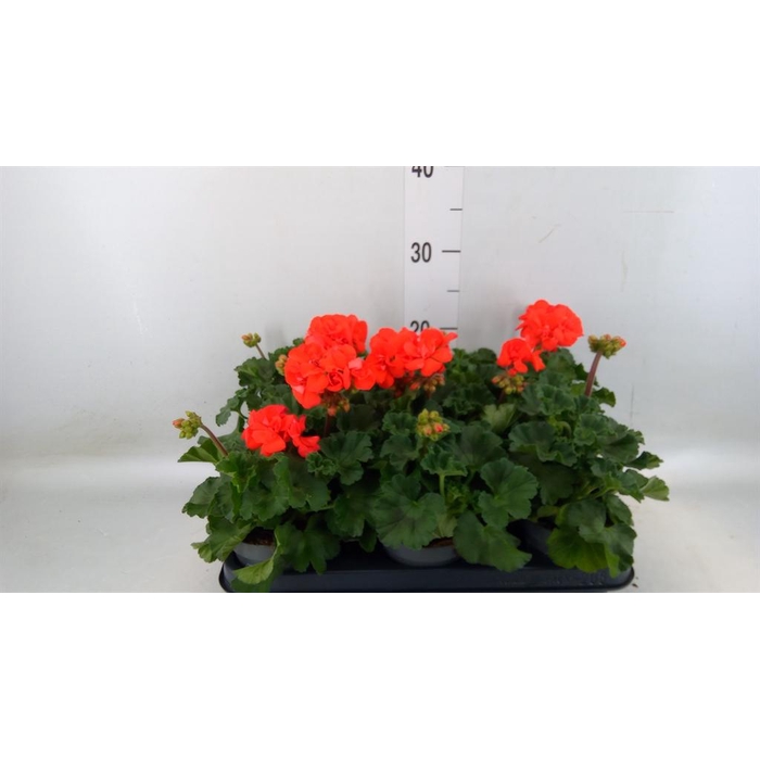 <h4>Pelargonium zona.   ...F1</h4>