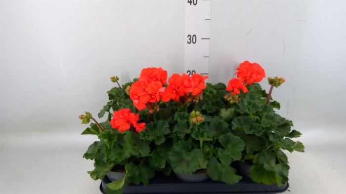 <h4>Pelargonium zona.   ...F1</h4>