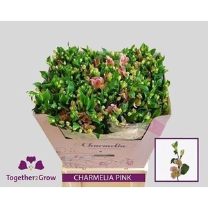 Alstroemeria fl charmelia pink