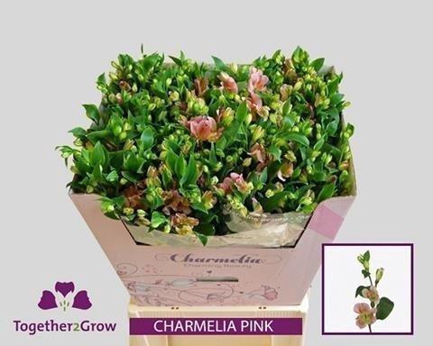 <h4>Alstroemeria fl charmelia pink</h4>