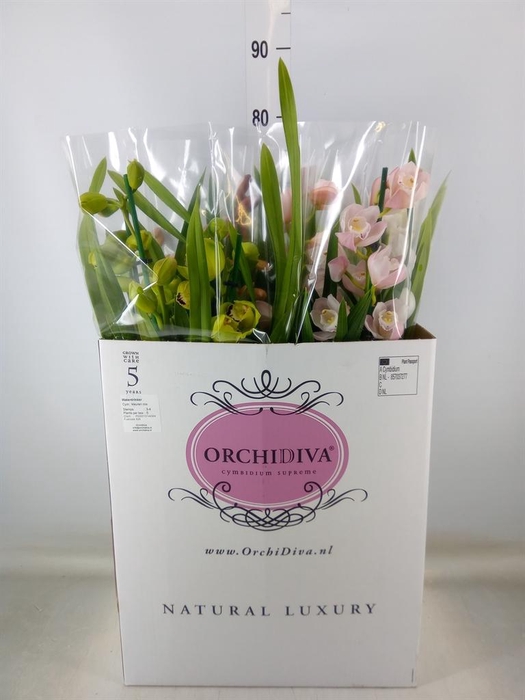 <h4>Cymbidium   ...mix</h4>