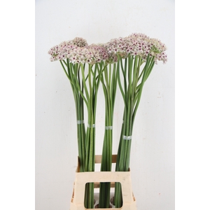 ALLIUM SILVERSPRING