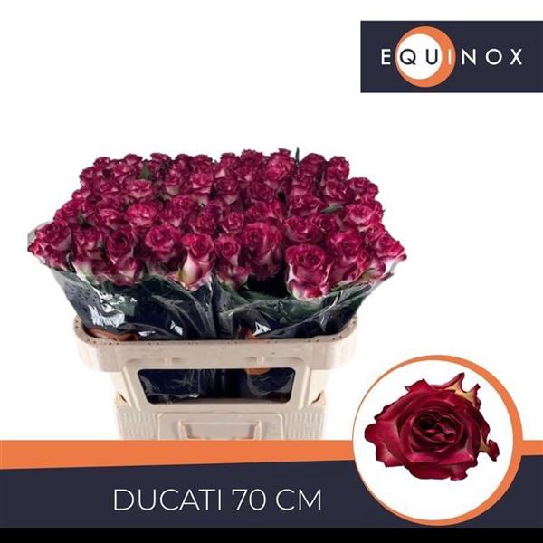 <h4>R Gr Ducati Extra Equinox</h4>