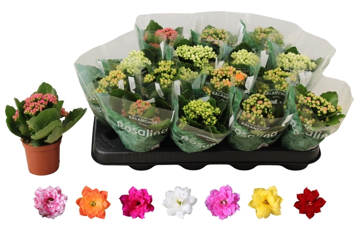 <h4>KAL GE RO GEM 6 KL</h4>