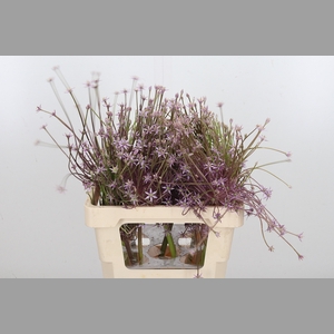 Allium Schuberti