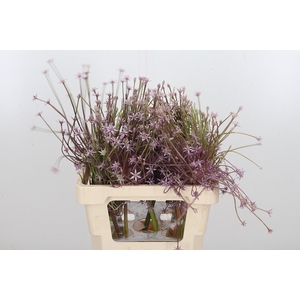 Allium Schuberti