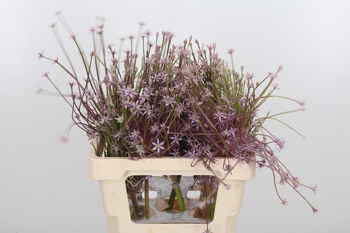 <h4>Allium Schuberti</h4>