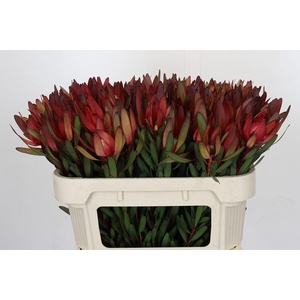 Leucadendron Safari Sunset