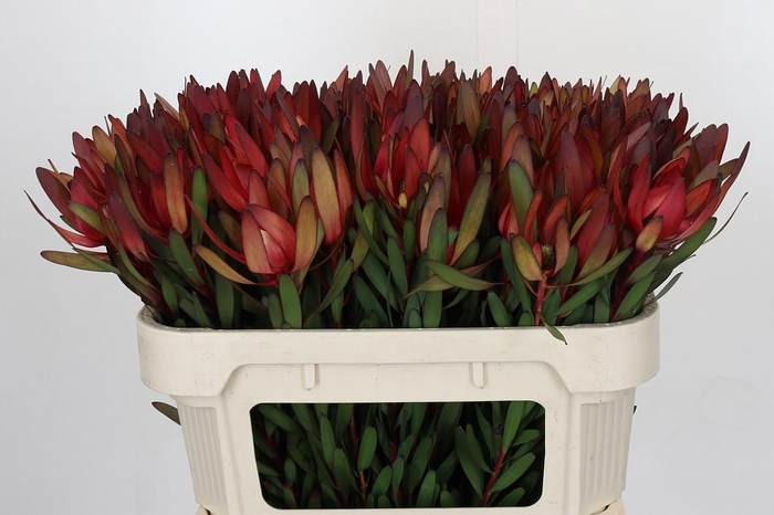 <h4>Leucadendron Safari Sunset</h4>