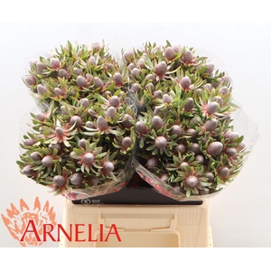 LEUCAD AYOBA ST PEAR