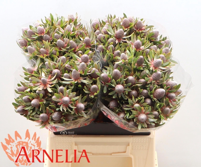 <h4>LEUCAD AYOBA ST PEAR</h4>