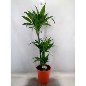 Dracaena frag. 'Janet Craig'