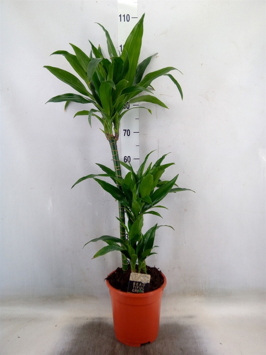 <h4>Dracaena frag. 'Janet Craig'</h4>