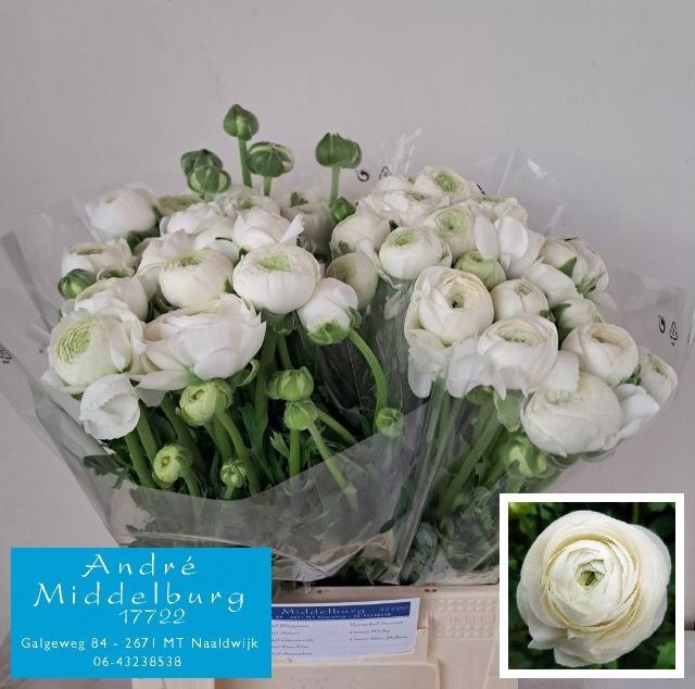 <h4>RAN AAZUR WHITE</h4>