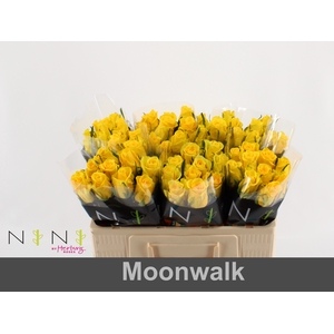 Rosa large moonwalk