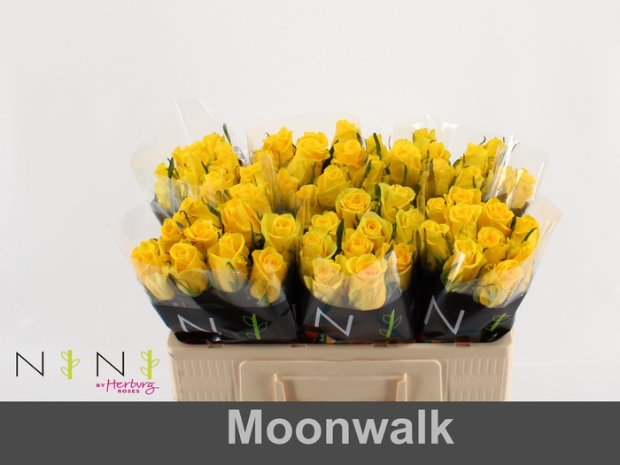 <h4>Rosa large moonwalk</h4>
