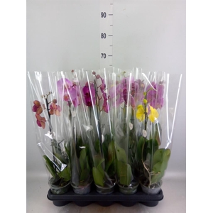 Phalaenopsis   ...mix  5