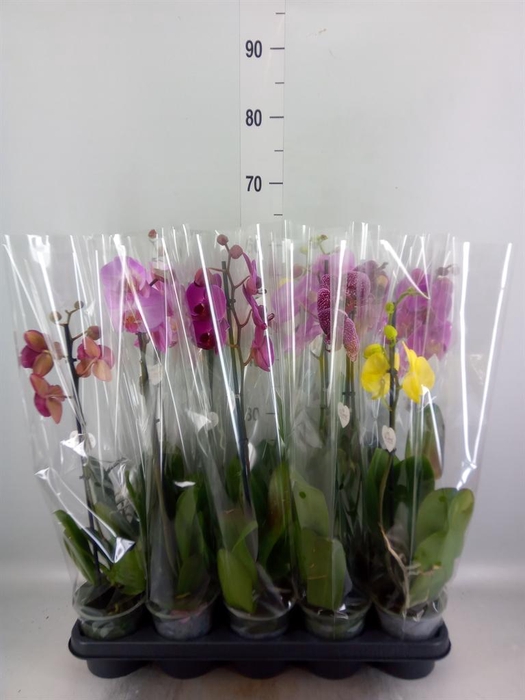 <h4>Phalaenopsis ...mix 5</h4>