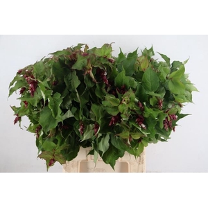 LEYCESTERIA FORMOSA 070CM