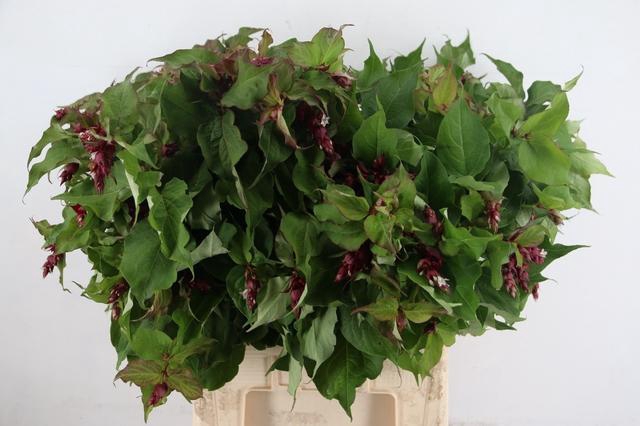 <h4>LEYCESTERIA FORMOSA 070CM</h4>