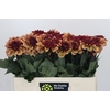 Dahlia Creme de Cognac