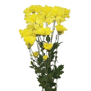 CRISANTEMO TUVALU SUNNY 080 CM